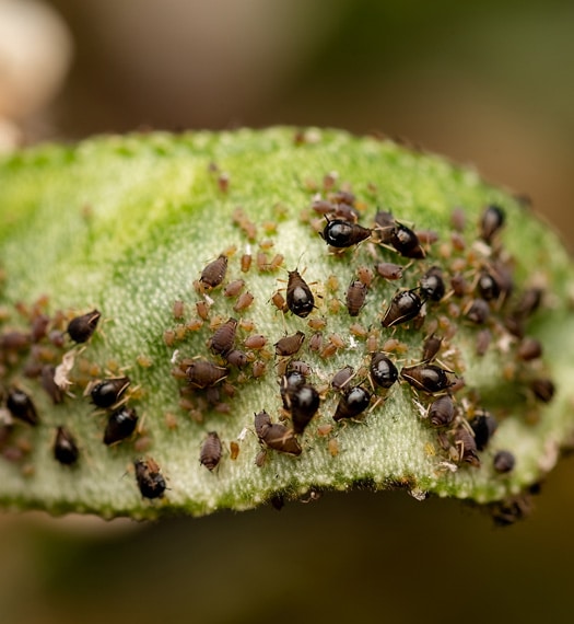 Indianapolis aphid treatment