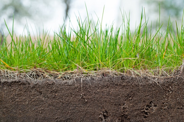 Lawn Soil Analysis Services in Indianapolis